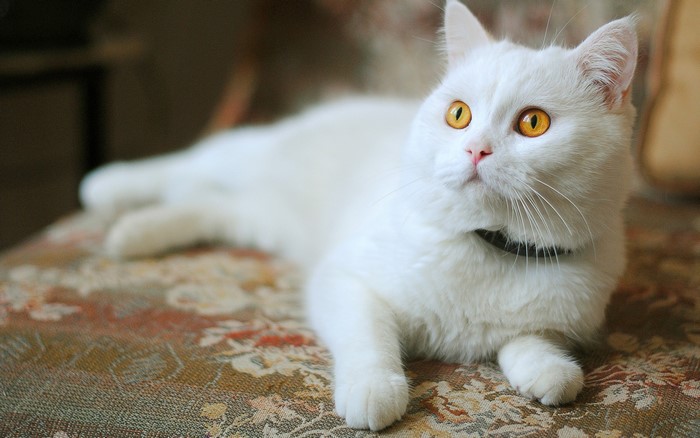 White cat with yellow eyes lying on a patterned chair