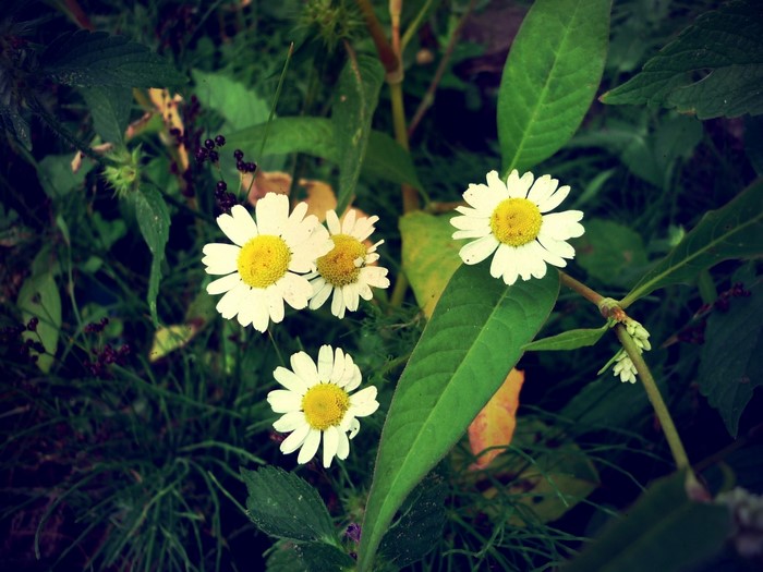 Four white daisies with yellow centers surrounded by green foliage