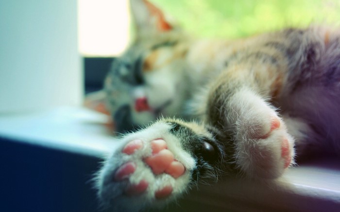 Close-up of a sleeping kitten's paw