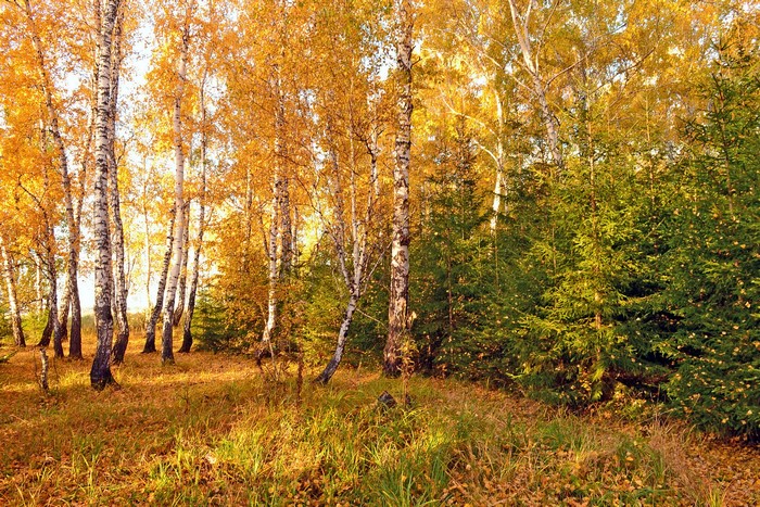 Autumn forest with birch and fir trees