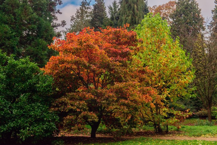 Autumn trees in Batsford Park, England