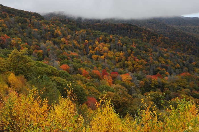 Autumn foliage in the Great Smoky Mountains National Park