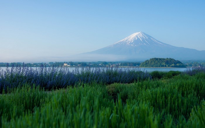 Mount Fuji and Lavender Field in Japan