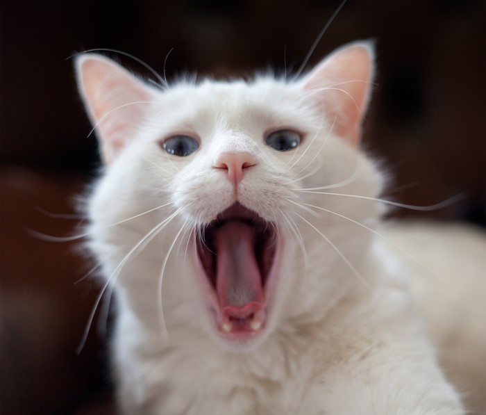 Close-up of a white cat yawning