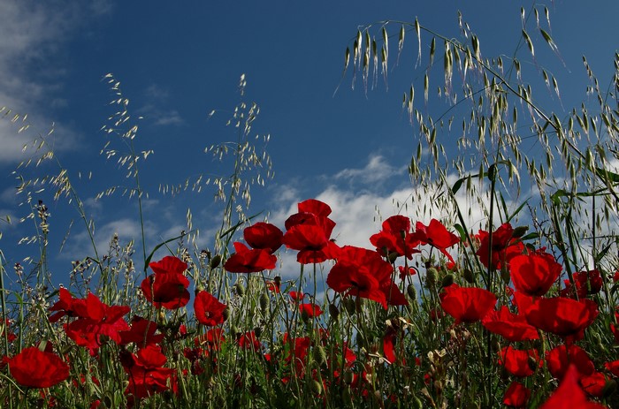 Red Poppies and Oats Against Blue Sky