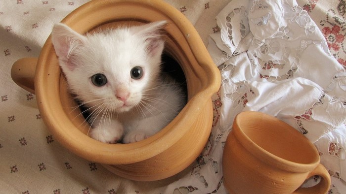 White kitten peeking out of a clay jug