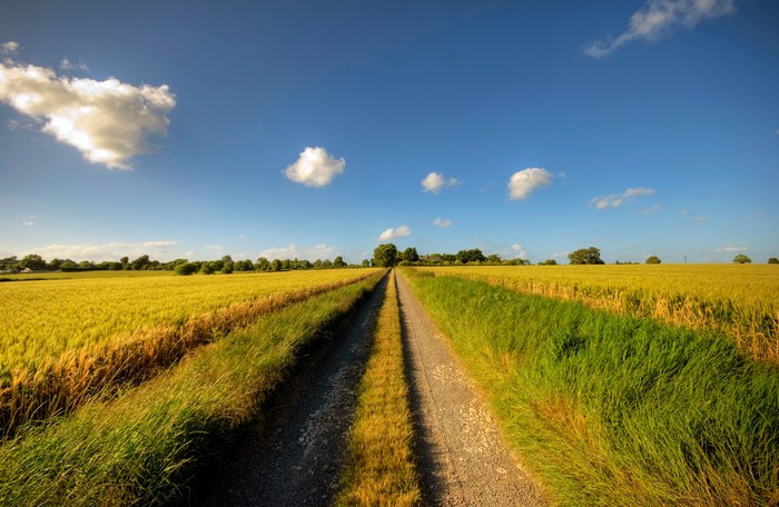 Dirt road through golden fields under a blue sky