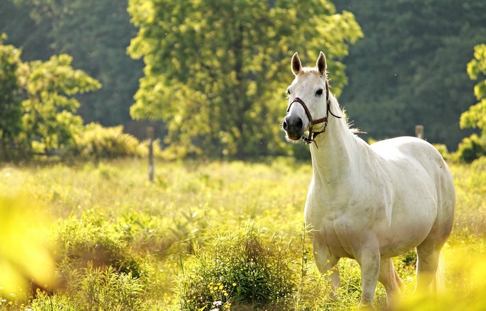 White horse in a sunlit field