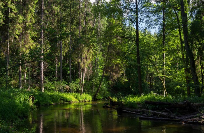 River flowing through a sunlit forest in Belarus