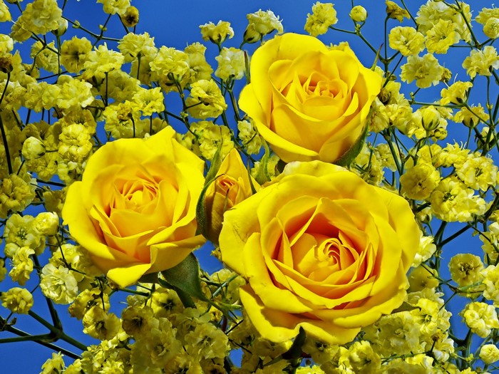 Yellow Roses and Baby's Breath