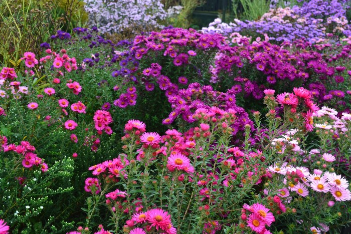 A field of pink and purple asters in bloom