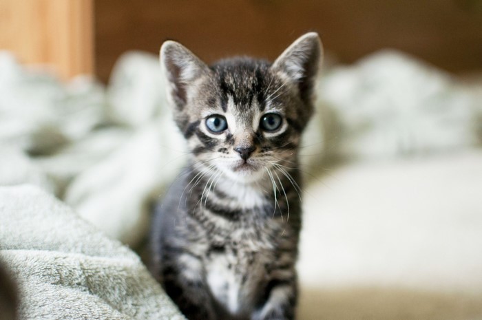 Close-up of a tabby kitten with blue eyes