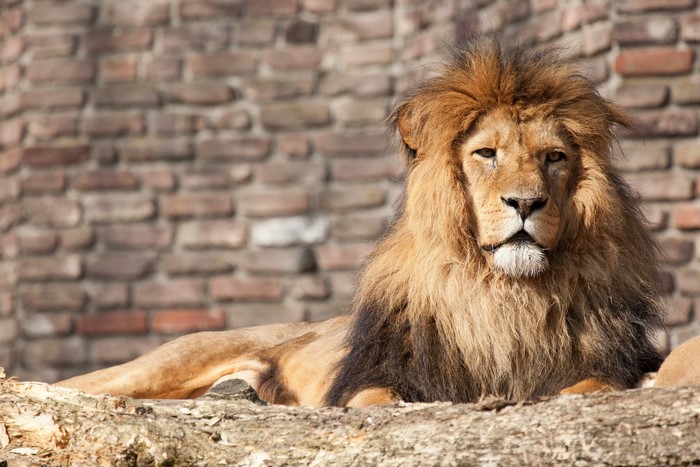 Lion with a mane lying on a log