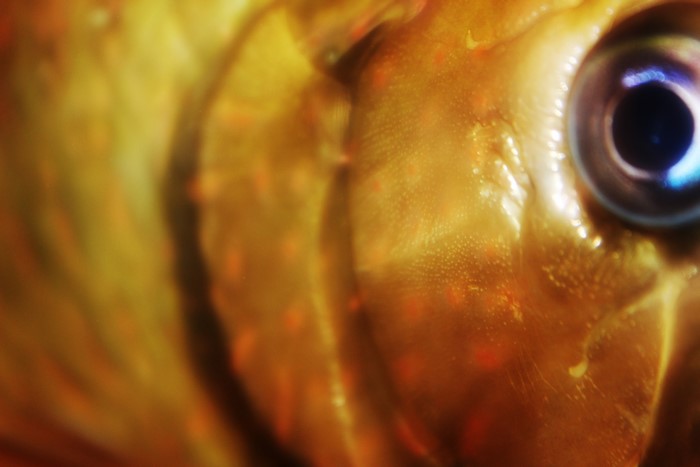 Close-up of a Jardini Arowana fish eye