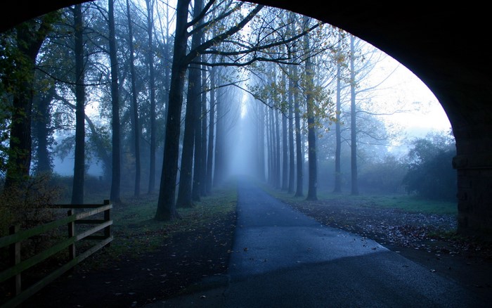 A foggy path lined with trees under an archway