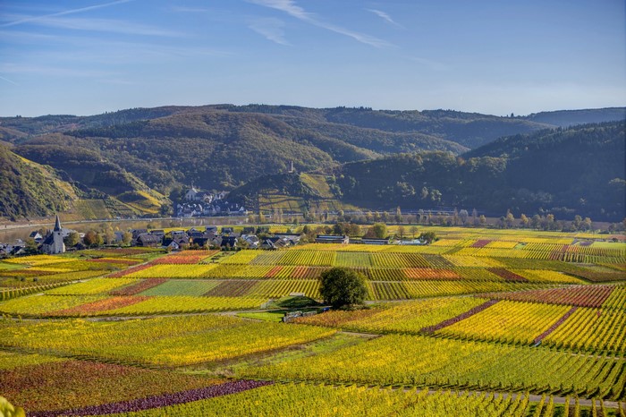 Vineyard fields in Ellenz-Poltersdorf, Germany