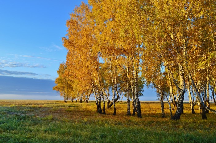 Autumn Birch Trees in a Field