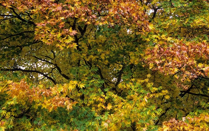 Autumn tree with colorful foliage