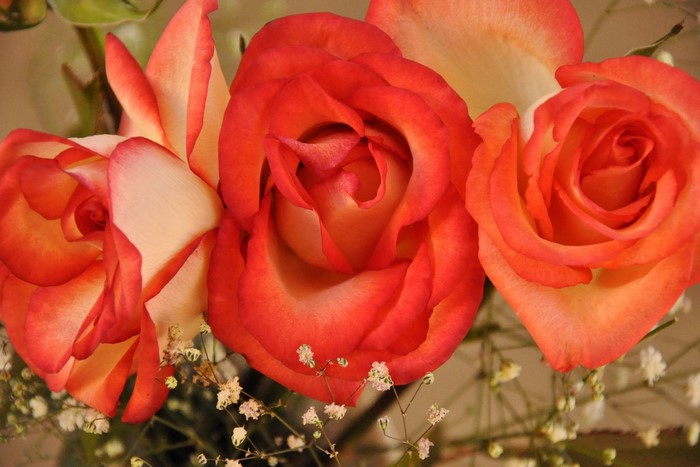 Close-up of three bi-colored roses with baby's breath