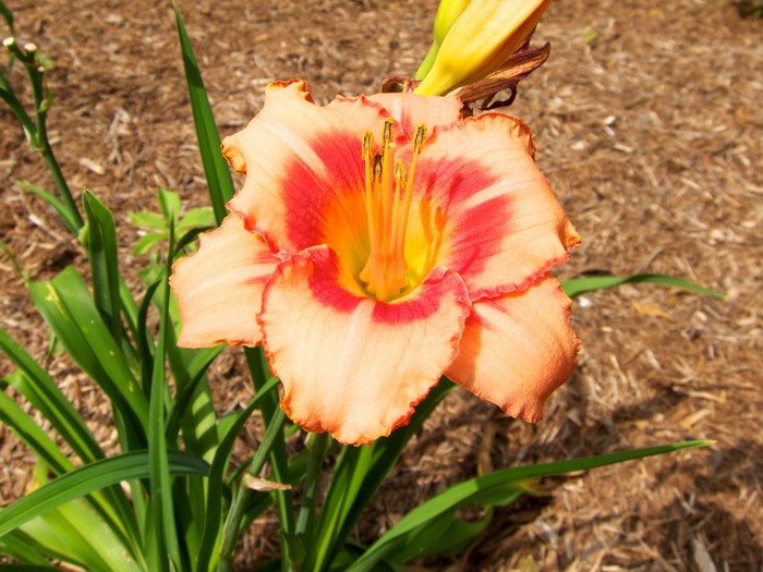 Peach and red daylily flower