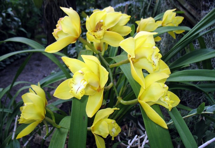 Yellow Cymbidium Orchids in Bloom
