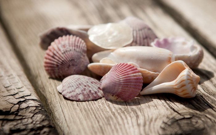 Seashells on a wooden surface