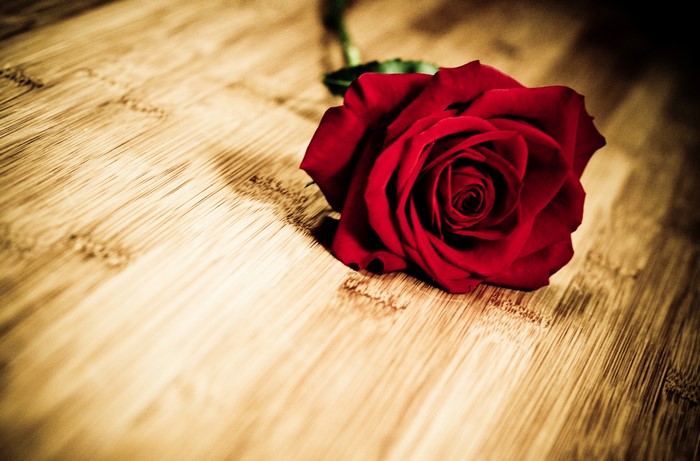Red rose on a wooden surface