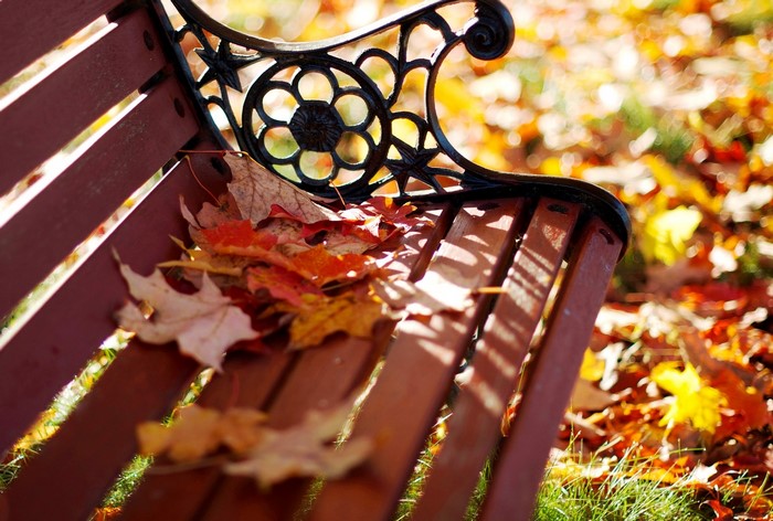 Autumn leaves on a park bench
