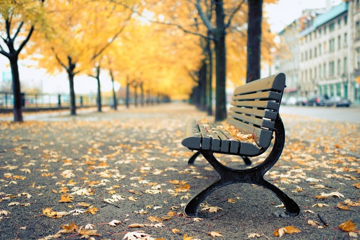 Autumn park bench with fallen leaves and trees