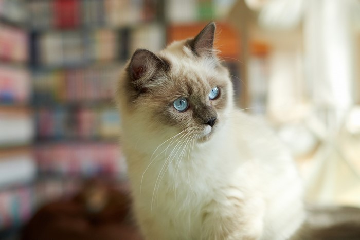 Siamese cat with blue eyes in front of bookshelves