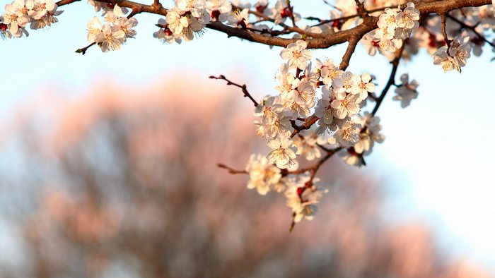 Apricot tree branches with white flowers
