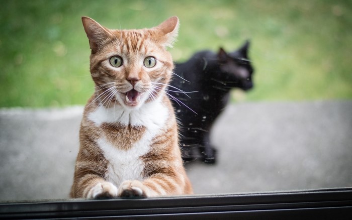 Two cats looking through a window