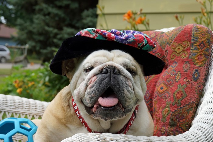 English Bulldog Wearing a Hat and Collar
