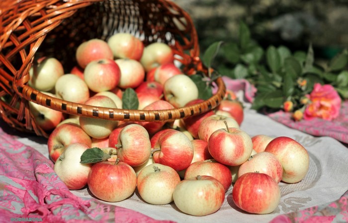 Apples spilling from a wicker basket