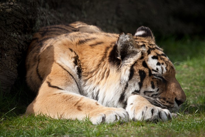 Tiger sleeping on grass near a tree
