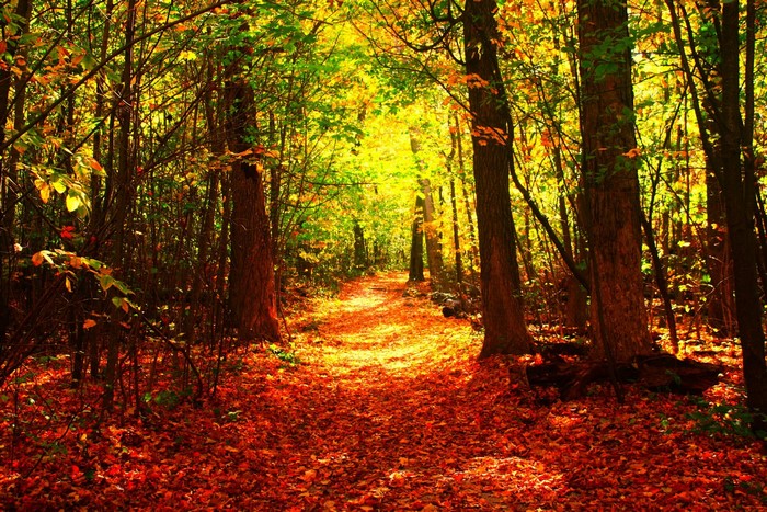 Autumn forest path covered in fallen leaves