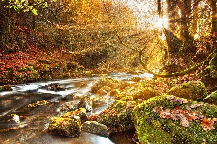 Autumn forest river with sun rays and mossy stones