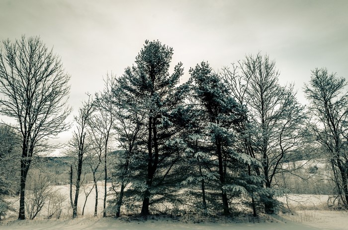 Trees in a Snowy Landscape