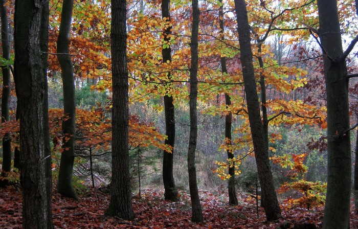 Autumn forest with colorful leaves on trees and ground