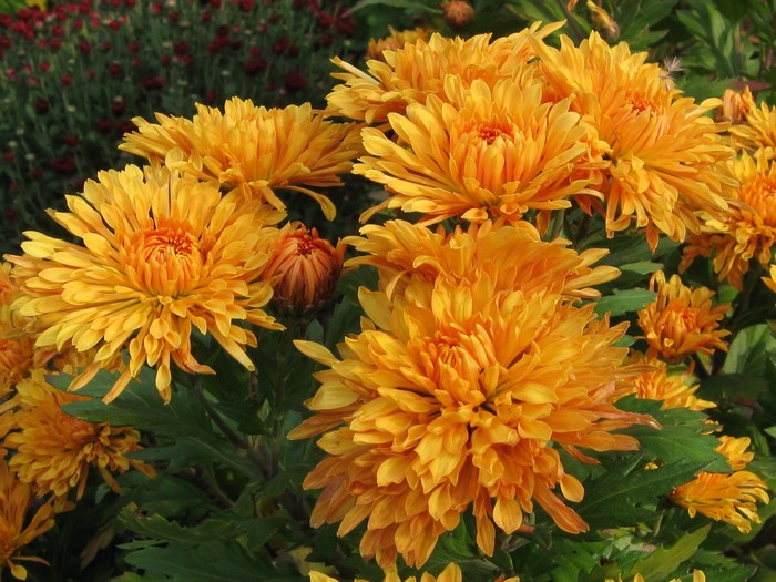 Orange Chrysanthemums in Bloom