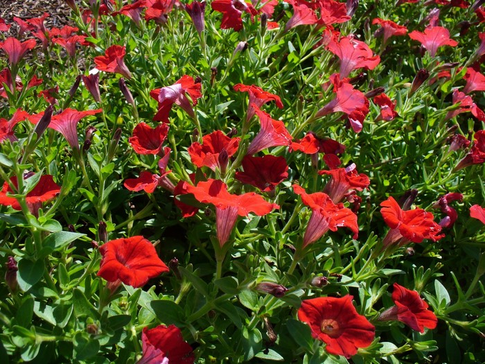 Red Petunias in Bloom