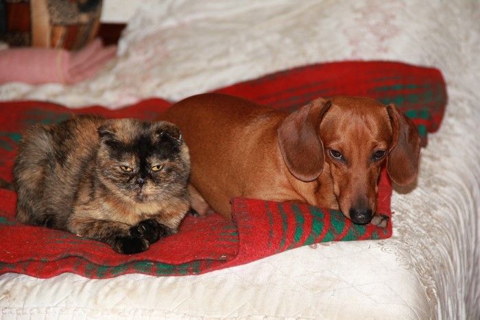 Tortoiseshell cat and dachshund dog on a bed