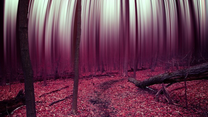 Abstract forest with blurred trees and red leaves
