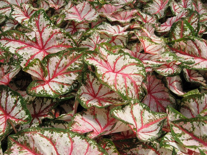 A dense bed of Caladium leaves with white, pink, and green patterns