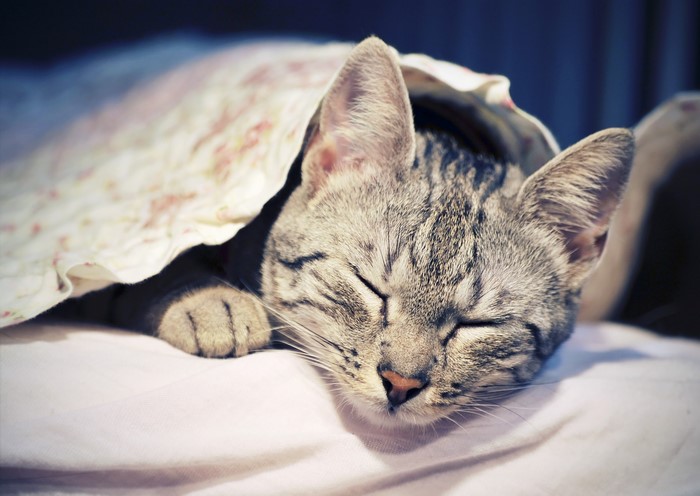 A cat sleeping under a blanket