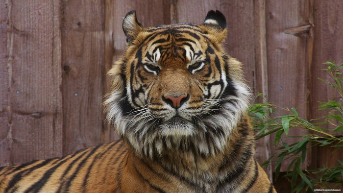 Tiger in front of a wooden fence