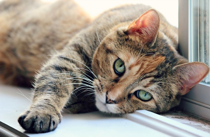Tabby cat with green eyes lying down