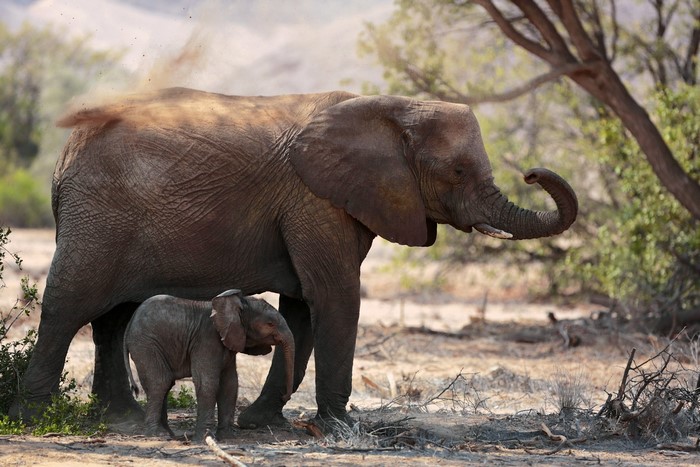 Mother and baby elephant covered in dust