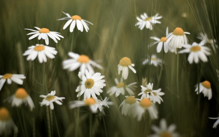 Field of white daisies with yellow centers