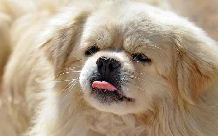 Close-up of a fluffy white dog with its tongue sticking out